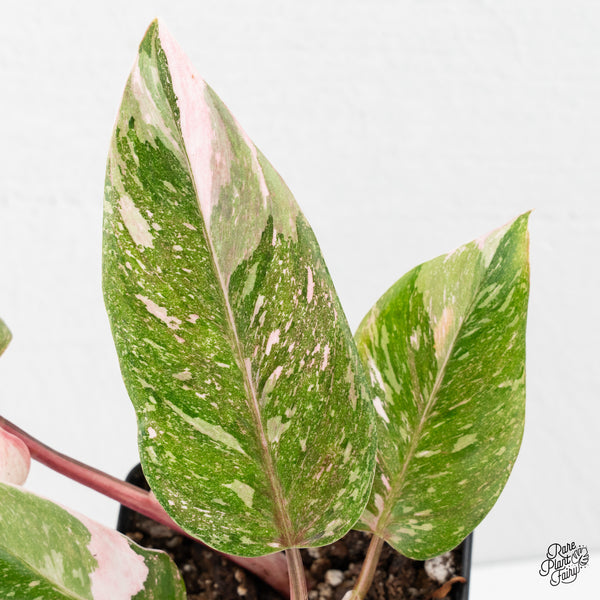 Philodendron 'Scarlet Princess' ('Red Anderson' Mutation) Variegated (wk2-H)