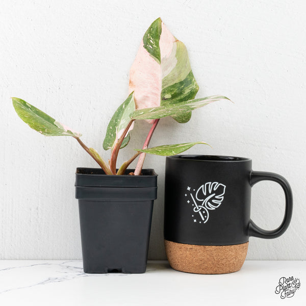 Philodendron 'Scarlet Princess' ('Red Anderson' Mutation) Variegated (wk2-H)