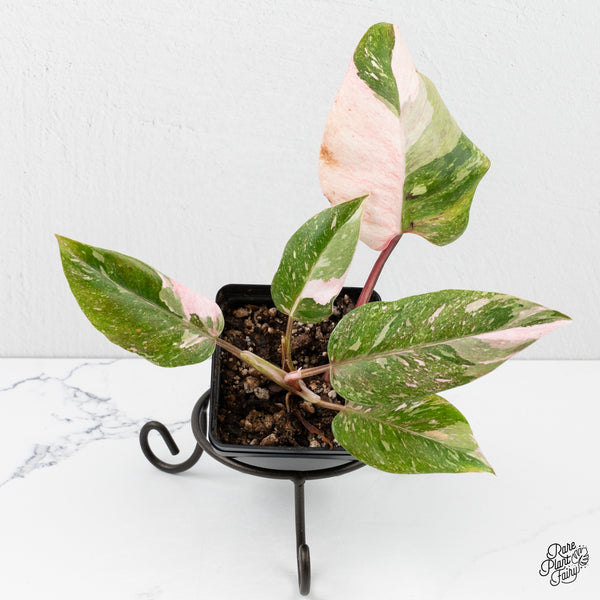 Philodendron 'Scarlet Princess' ('Red Anderson' Mutation) Variegated (wk2-H)