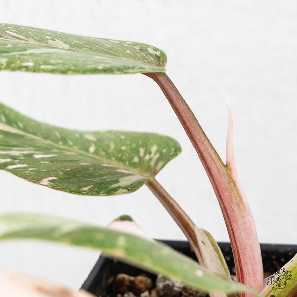 Philodendron 'Scarlet Princess' ('Red Anderson' Mutation) Variegated (wk2-H)