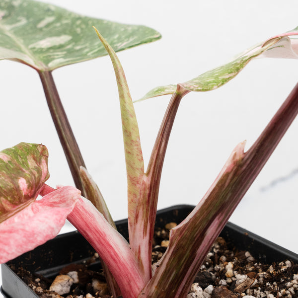 Philodendron 'Scarlet Princess' ('Red Anderson' Mutation) (wk42-Q)
