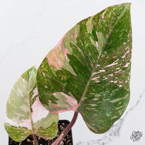 Philodendron 'Scarlet Princess' ('Red Anderson' Mutation) (wk42-Q)