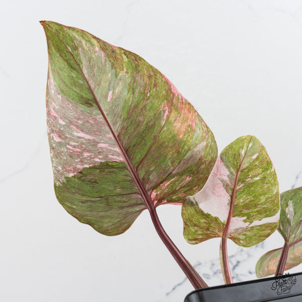 Philodendron 'Scarlet Princess' ('Red Anderson' Mutation) (wk42-Q)