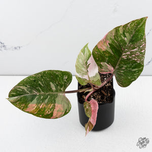 Philodendron 'Scarlet Princess' ('Red Anderson' Mutation) (wk42-Q)