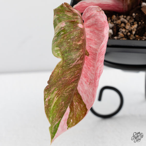 Philodendron 'Scarlet Princess' ('Red Anderson' Mutation) (wk42-Q)