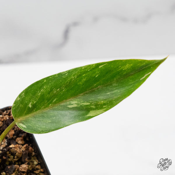 Philodendron 'Scarlet Princess' ('Red Anderson' Mutation) Variegated (wk49-A)