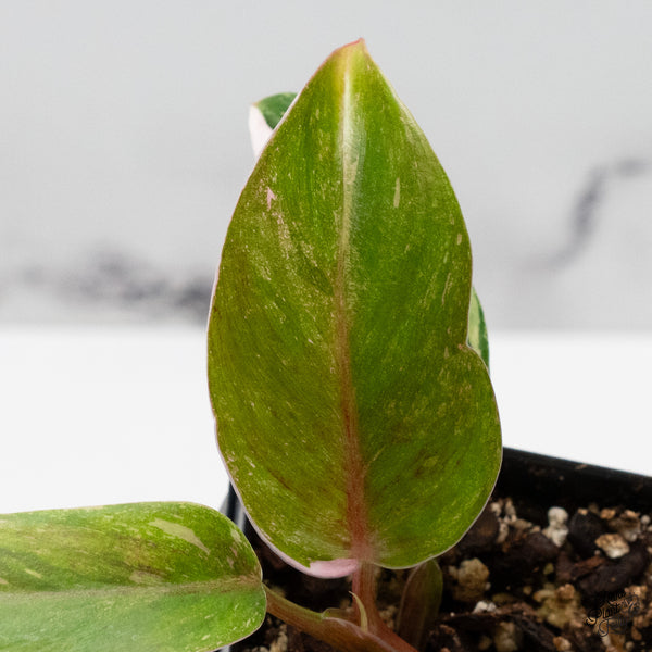 Philodendron 'Scarlet Princess' ('Red Anderson' Mutation) Variegated (wk49-A)