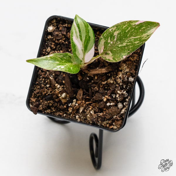 Philodendron 'Scarlet Princess' ('Red Anderson' Mutation) Variegated (wk49-F)