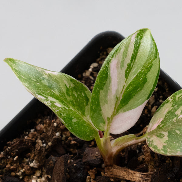 Philodendron 'Scarlet Princess' ('Red Anderson' Mutation) Variegated (wk49-F)