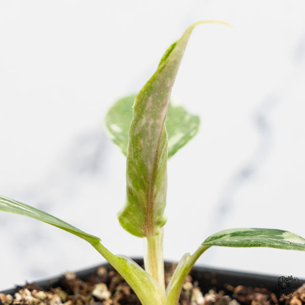 Philodendron 'Scarlet Princess' ('Red Anderson' Mutation) Variegated (wk52-E)
