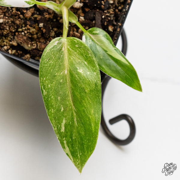 Philodendron 'Scarlet Princess' ('Red Anderson' Mutation) Variegated (wk1-H)