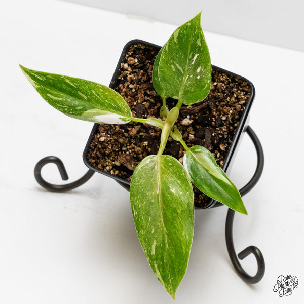 Philodendron 'Scarlet Princess' ('Red Anderson' Mutation) Variegated (wk1-H)