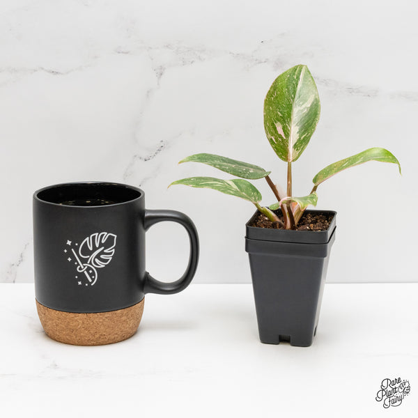 Philodendron 'Scarlet Princess' ('Red Anderson' Mutation) Variegated (wk2-G)