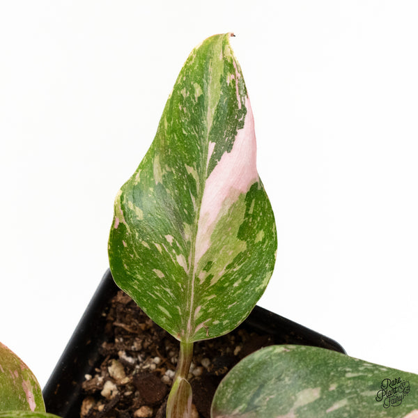 Philodendron 'Scarlet Princess' ('Red Anderson' Mutation) Variegated (wk2-G)