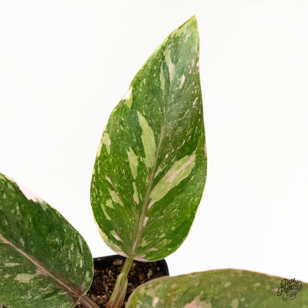 Philodendron 'Scarlet Princess' ('Red Anderson' Mutation) Variegated (wk2-G)