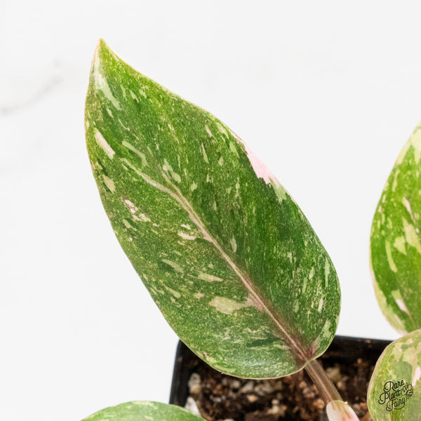 Philodendron 'Scarlet Princess' ('Red Anderson' Mutation) Variegated (wk2-G)