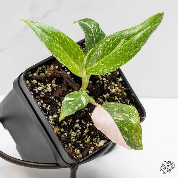 Philodendron 'Scarlet Princess' ('Red Anderson' Mutation) Variegated (wk5-A)