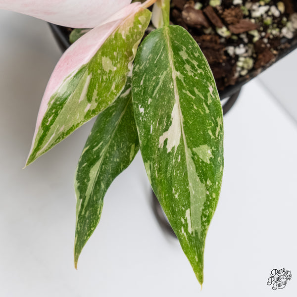 Philodendron 'Scarlet Princess' ('Red Anderson' Mutation) Variegated (wk6-H)