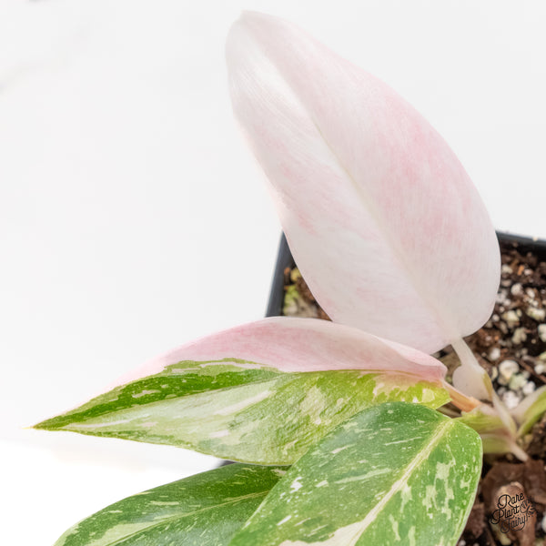 Philodendron 'Scarlet Princess' ('Red Anderson' Mutation) Variegated (wk6-H)