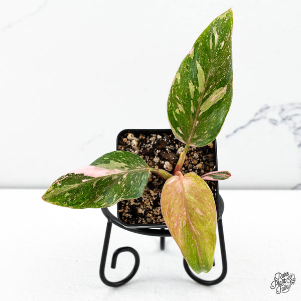 Philodendron 'Scarlet Princess' ('Red Anderson' Mutation) (wk46-I)