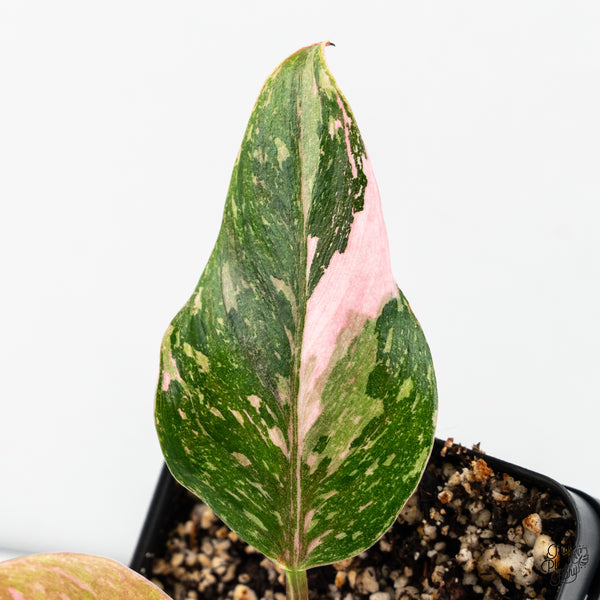 Philodendron 'Scarlet Princess' ('Red Anderson' Mutation) (wk46-I)