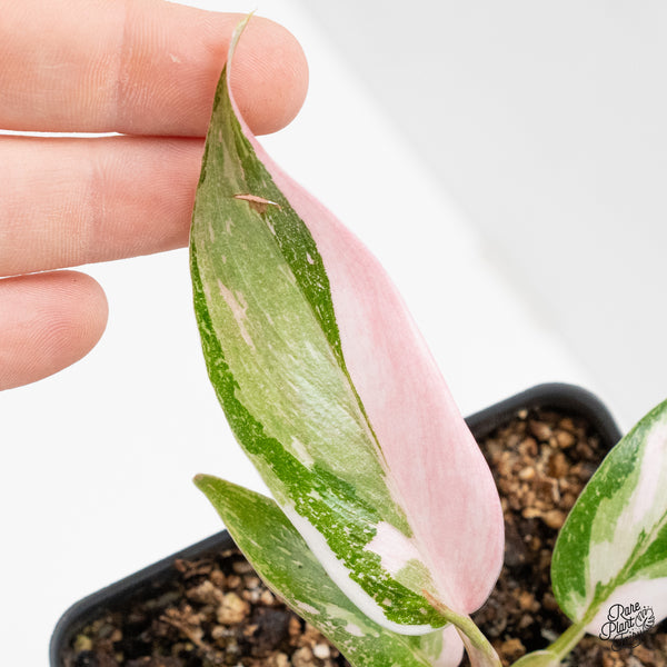 Philodendron 'Scarlet Princess' ('Red Anderson' Mutation) Variegated (wk5-S)