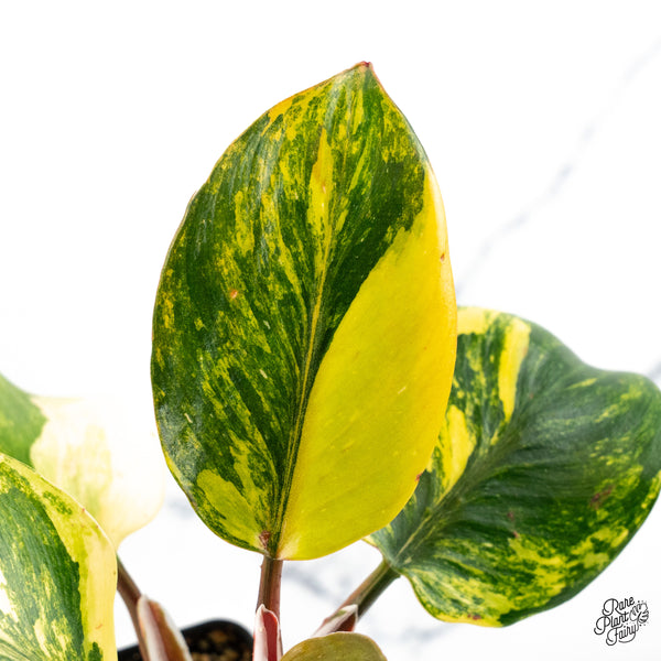 Philodendron Erubescens 'White Knight Aurea' (wk48-C)