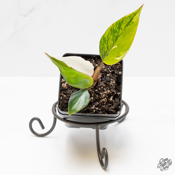 Philodendron Erubescens 'White Knight Aurea' (wk1-UO)