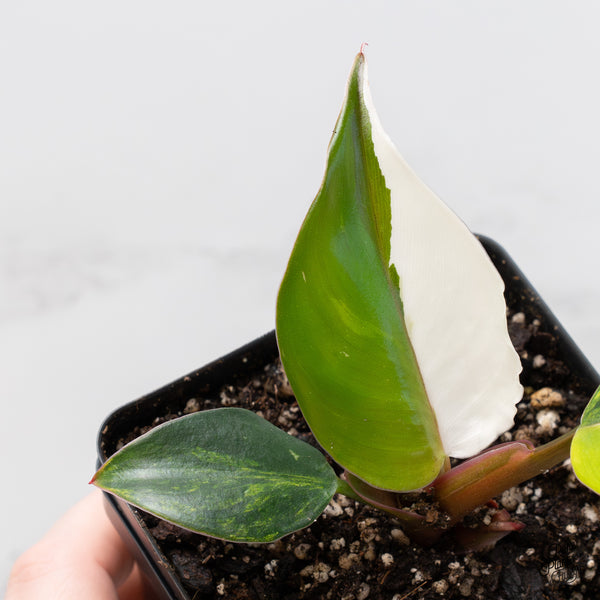 Philodendron Erubescens 'White Knight Aurea' (wk1-UO)