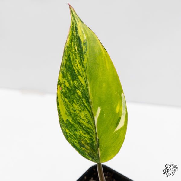 Philodendron Erubescens 'White Knight Aurea' (wk1-UO)