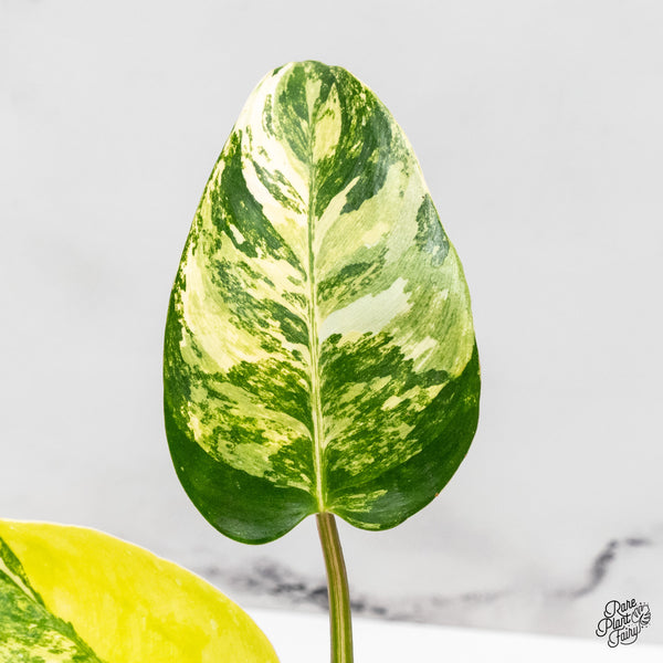 Philodendron Erubescens 'White Princess Aurea' (wk45-C)