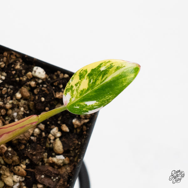 Philodendron Erubescens 'White Princess Aurea' (wk45-C)