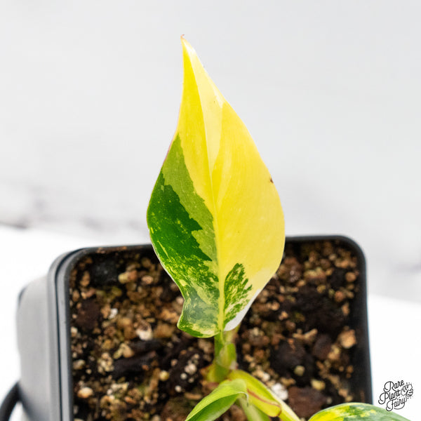 Philodendron Erubescens 'White Princess Aurea' (wk48-J)