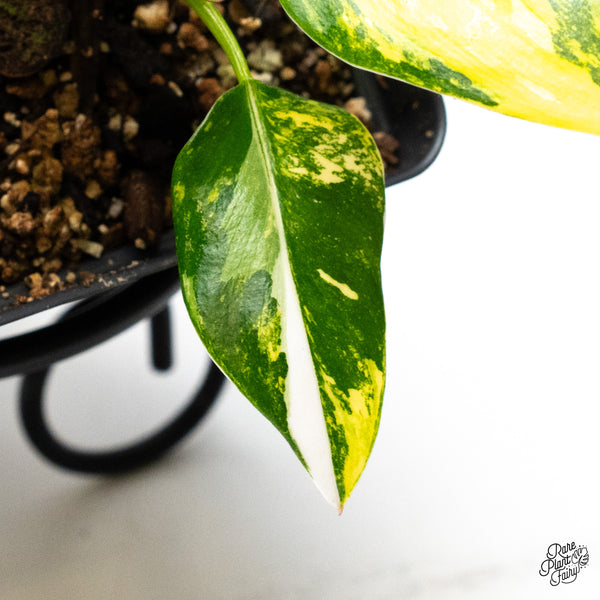 Philodendron Erubescens 'White Princess Aurea' (wk48-J)
