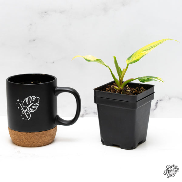 Philodendron Erubescens 'White Princess Aurea' (wk48-J)