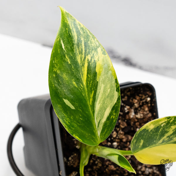 Philodendron Erubescens 'White Princess Aurea' (wk49-K)