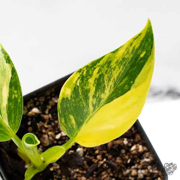 Philodendron Erubescens 'White Princess Aurea' (wk49-K)