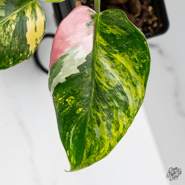 Philodendron Erubescens 'White Princess Aurea' with Pink (wk50-E)