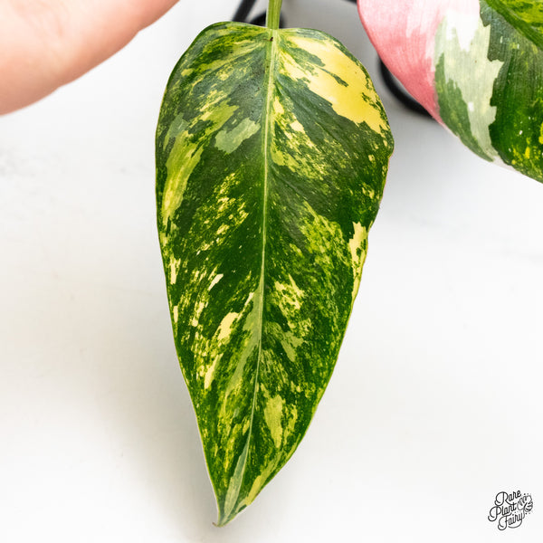 Philodendron Erubescens 'White Princess Aurea' with Pink (wk50-E)