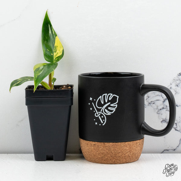 Philodendron Erubescens 'White Princess Aurea' (wk52-D)