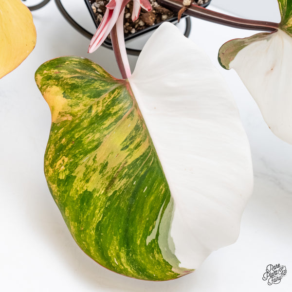 Philodendron Erubescens 'White Knight Aurea' (wk3-UA)
