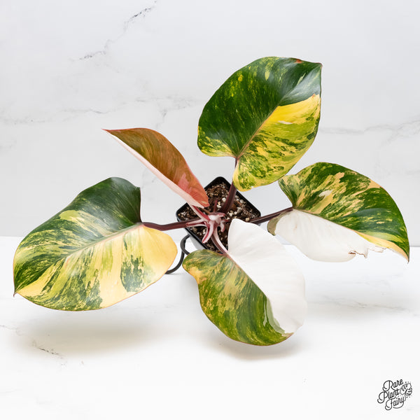 Philodendron Erubescens 'White Knight Aurea' (wk3-UA)