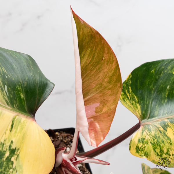 Philodendron Erubescens 'White Knight Aurea' (wk3-UA)