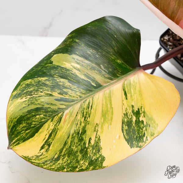 Philodendron Erubescens 'White Knight Aurea' (wk3-UA)