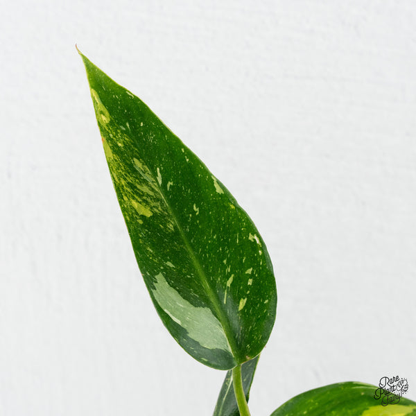 Philodendron Erubescens 'White Princess Aurea' (wk4-E)