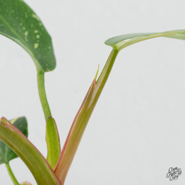 Philodendron Erubescens 'White Princess Aurea' (wk4-E)