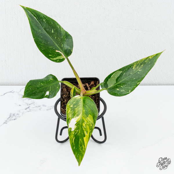 Philodendron Erubescens 'White Princess Aurea' (wk4-E)