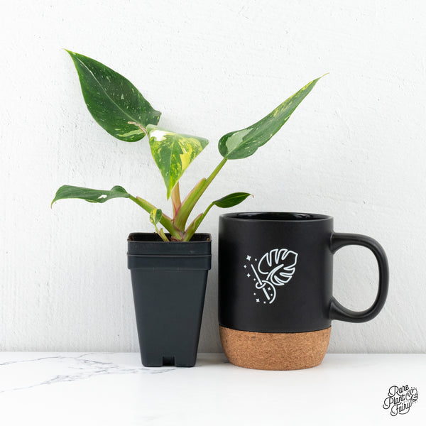 Philodendron Erubescens 'White Princess Aurea' (wk4-E)