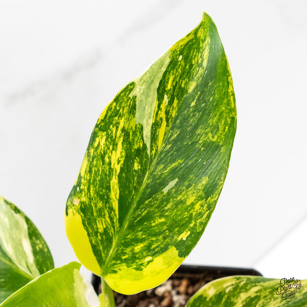 Philodendron Erubescens 'White Wizard Aurea' (wk5-J)