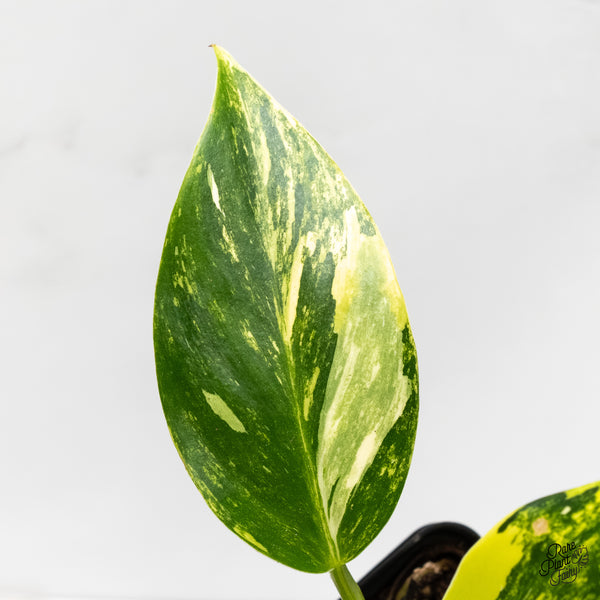 Philodendron Erubescens 'White Wizard Aurea' (wk5-J)